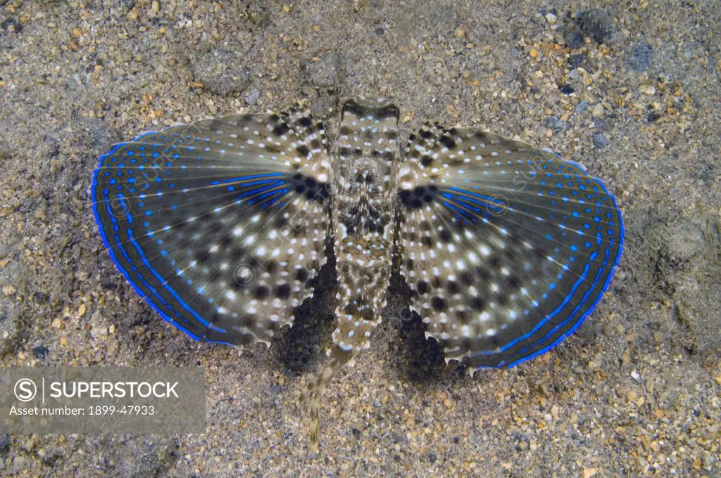 Top view of flying gurnard with wings open. Dactylopterus volitans. Curacao, Netherlands Antilles