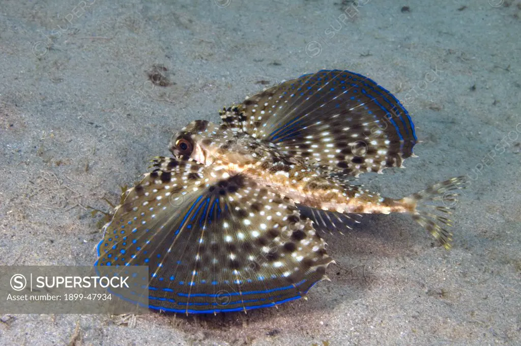 Flying gurnard with wings fully extended. Dactylopterus volitans. Curacao, Netherlands Antilles