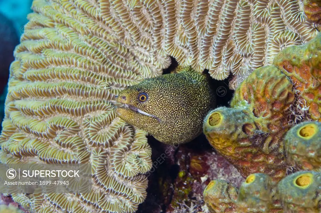 Goldentail moray eel looking out from coral head. Gymnothorax miliaris; also known as Muraena miliaris. Curacao, Netherlands Antilles