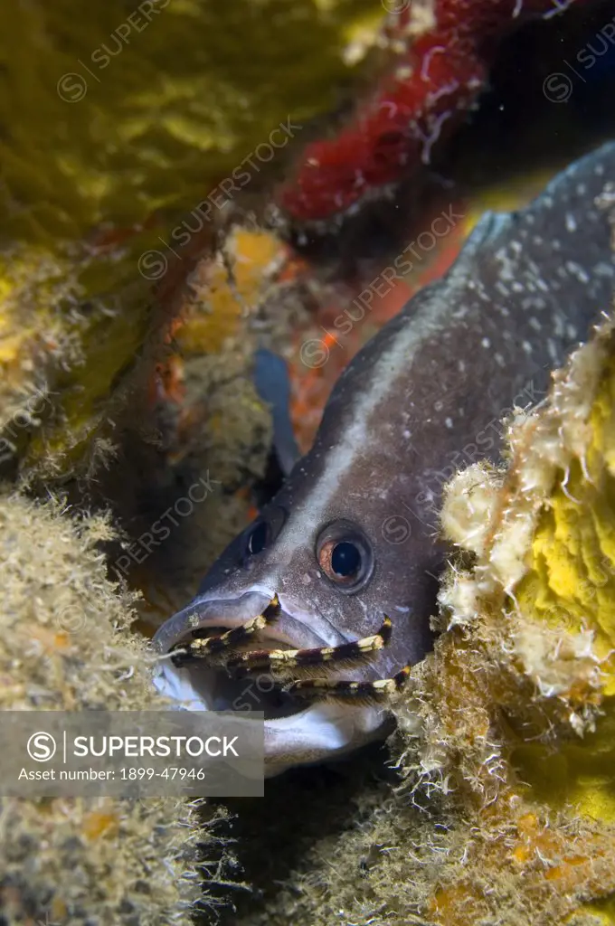 Greater soapfish eating a crab. Rypticus saponaceus. This fish secretes toxic, soap-like mucus. Curacao, Netherlands Antilles