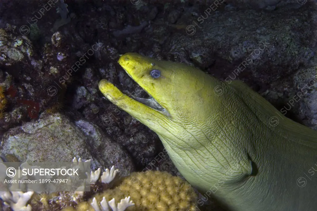 Face shot of green moray eel. Gymnothorax funebris. Curacao, Netherlands Antilles