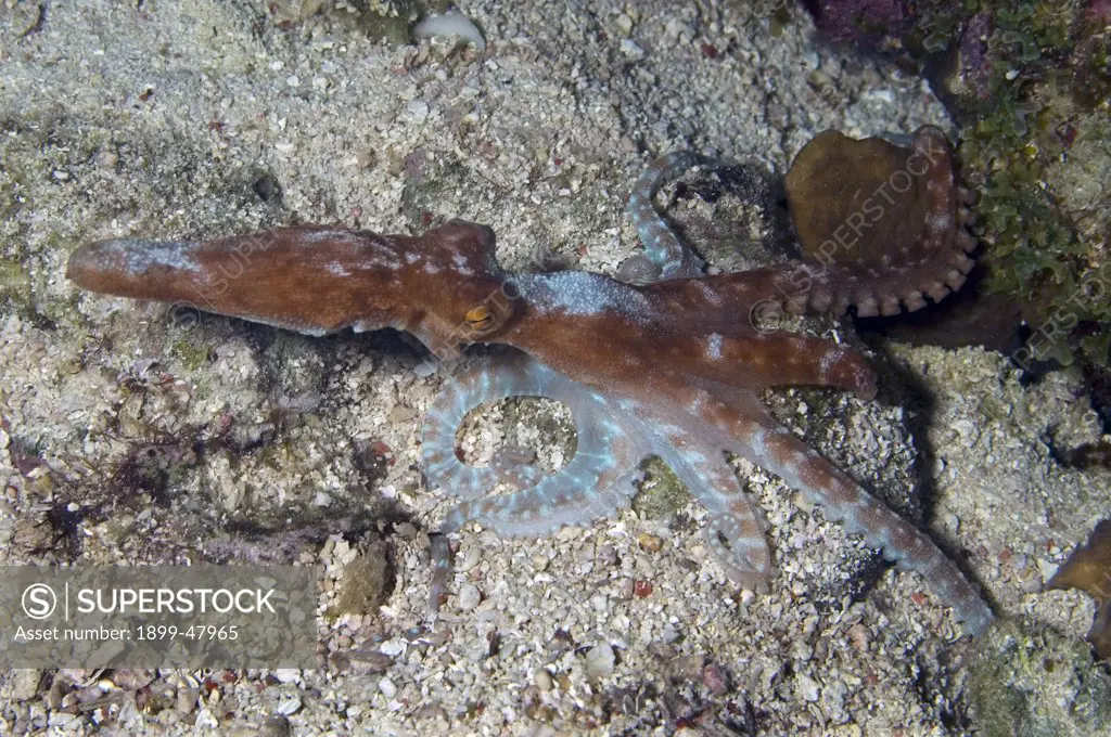 Longarm octopus at night. Octopus defilippi. Curacao, Netherlands Antilles