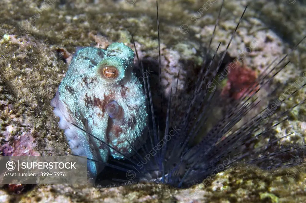 Octopus hiding behind long-spined urchin. Octopus briareus. Urchin: Diadema antillarum. Octopus is 1.5 inches across. Curacao, Netherlands Antilles