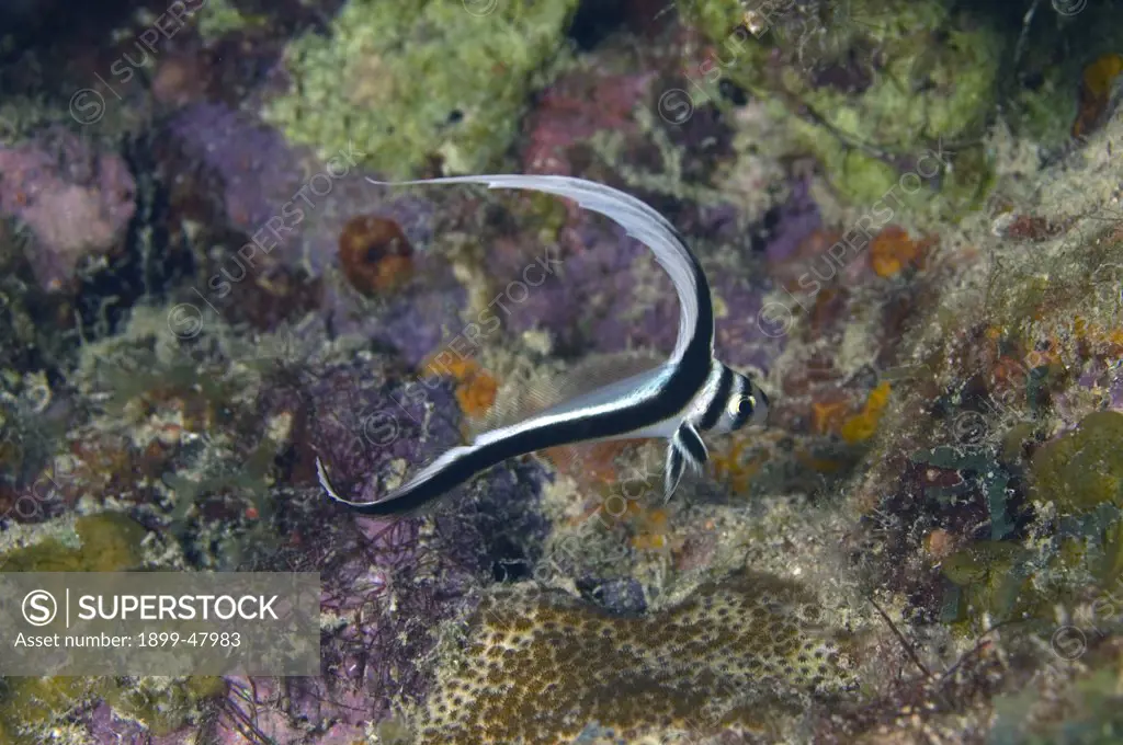 Juvenile spotted drum. Equetus punctatus. Two 1/4 inch long. Curacao, Netherlands Antilles
