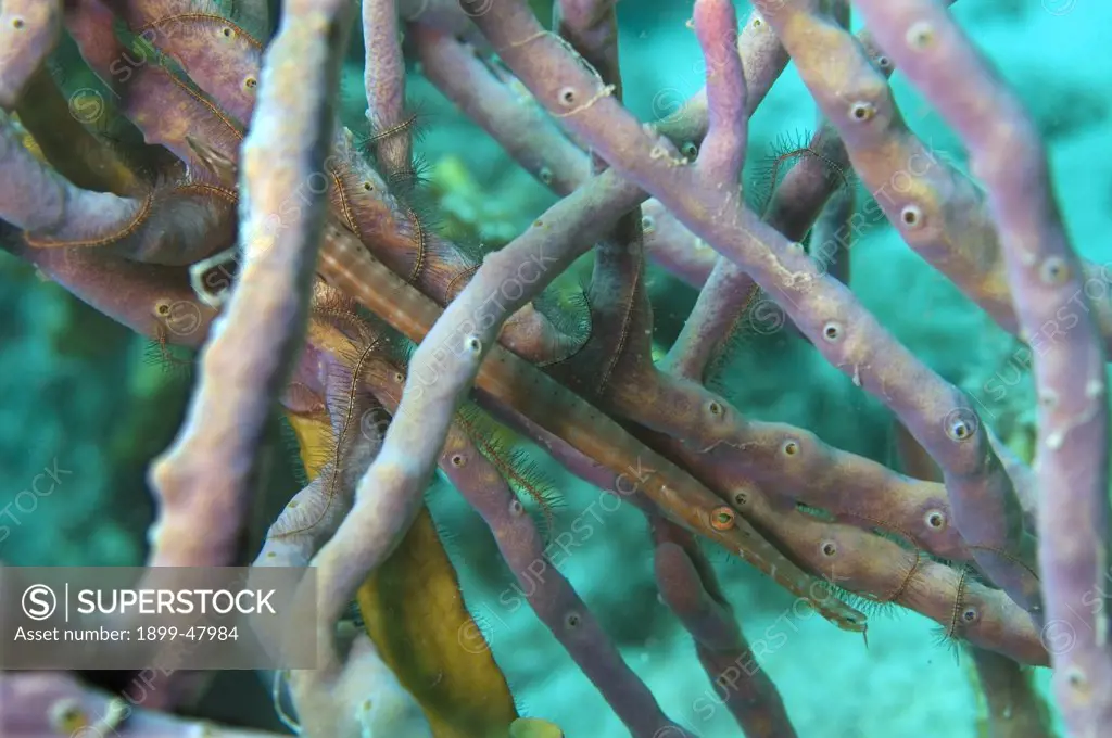 Trumpetfish camouflaged in soft coral. Aulostomus maculatus. Nine inches long. Curacao, Netherlands Antilles
