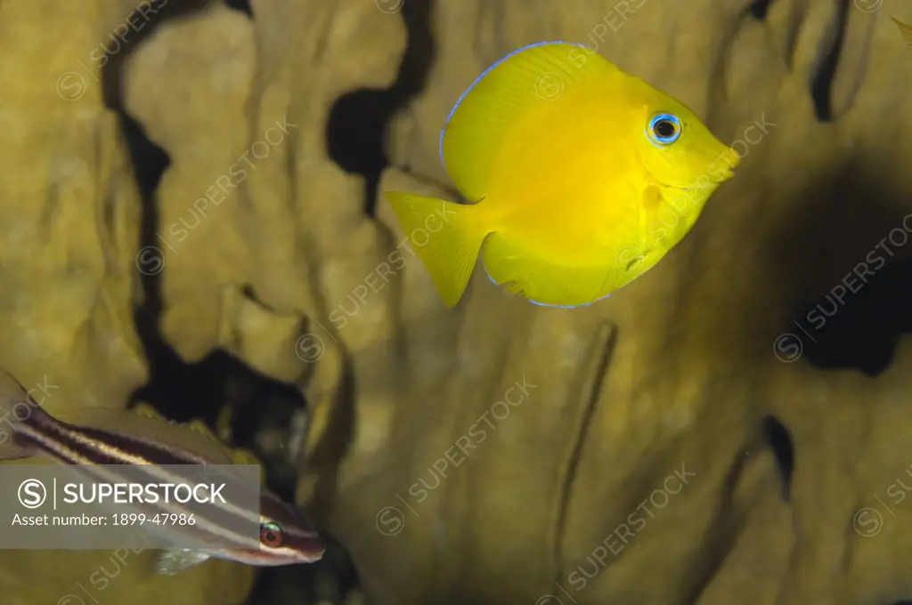 Juvenile blue tang in yellow color phase, accompanied by juvenile princess parrotfish. Acanthurus coeruleus. Parrotfish: Scarus taeniopterus. Two inches long. Curacao, Netherlands Antilles . Digital Photo (horizontal). .