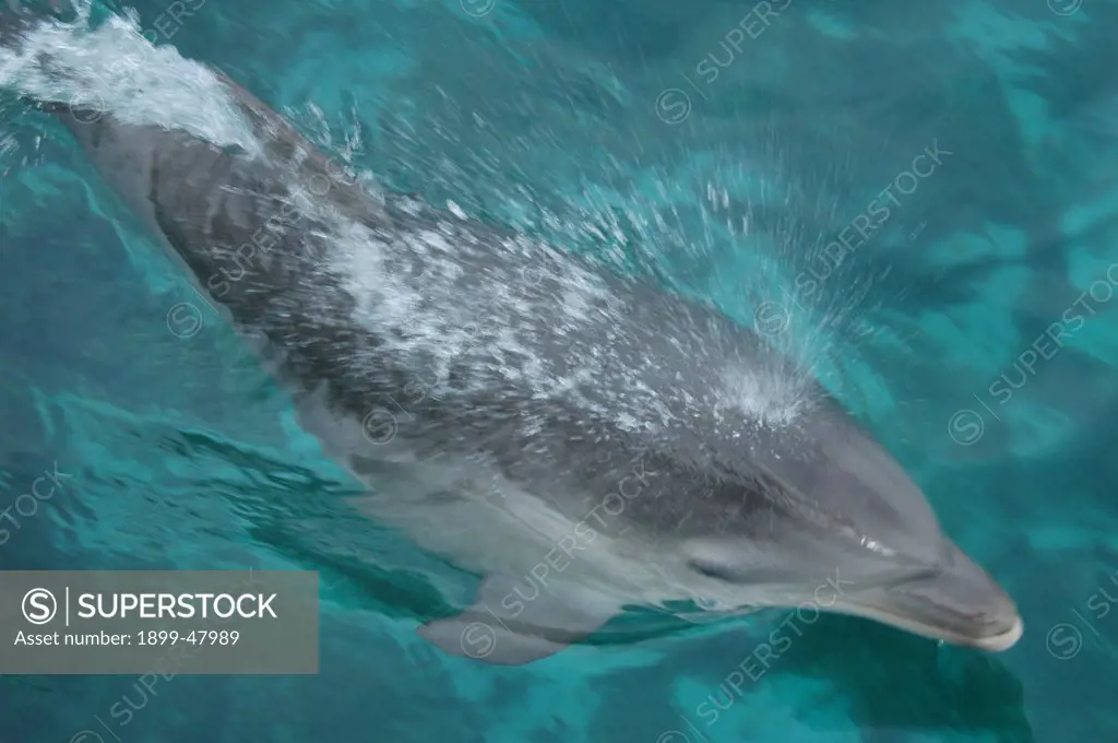 Baby bottlenose dolphin, six months old. Tursiops truncatus. Dolphin Academy, Seaquarium, Curacao, Netherlands Antilles
