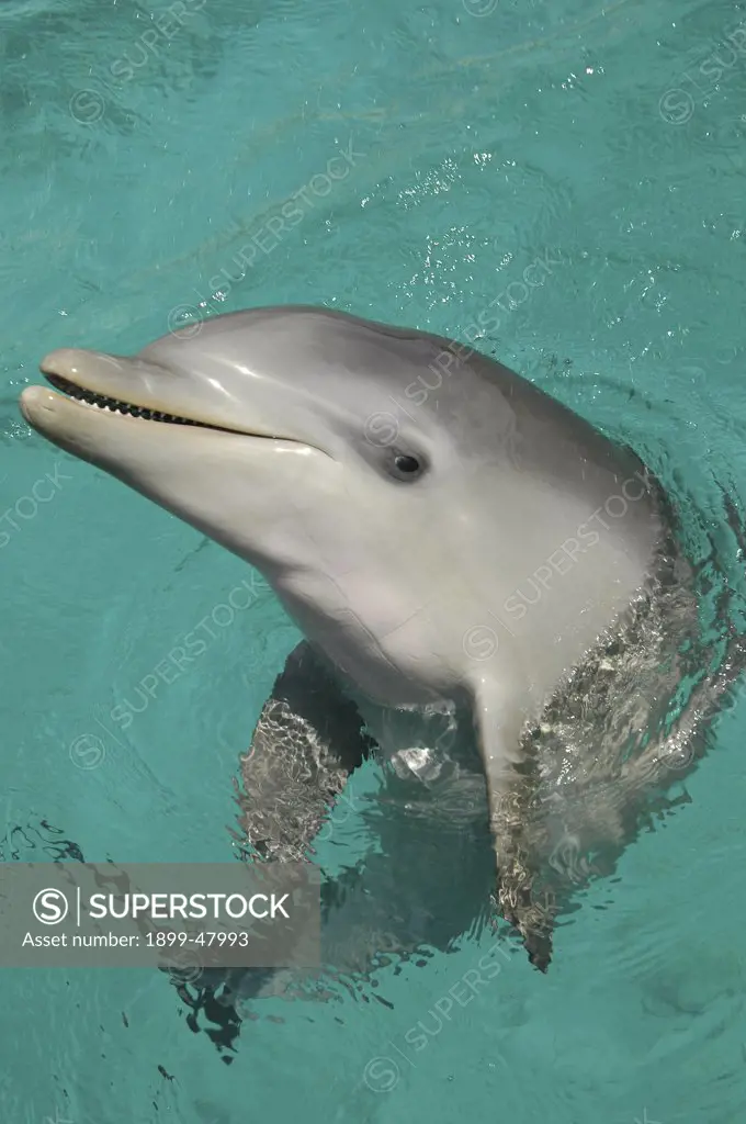 Baby bottlenose dolphin, six months old. Tursiops truncatus. Dolphin Academy, Seaquarium, Curacao, Netherlands Antilles