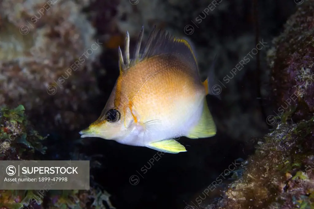 Solitary longsnout butterflyfish. Chaetodon aculeatus. Curacao, Netherlands Antilles
