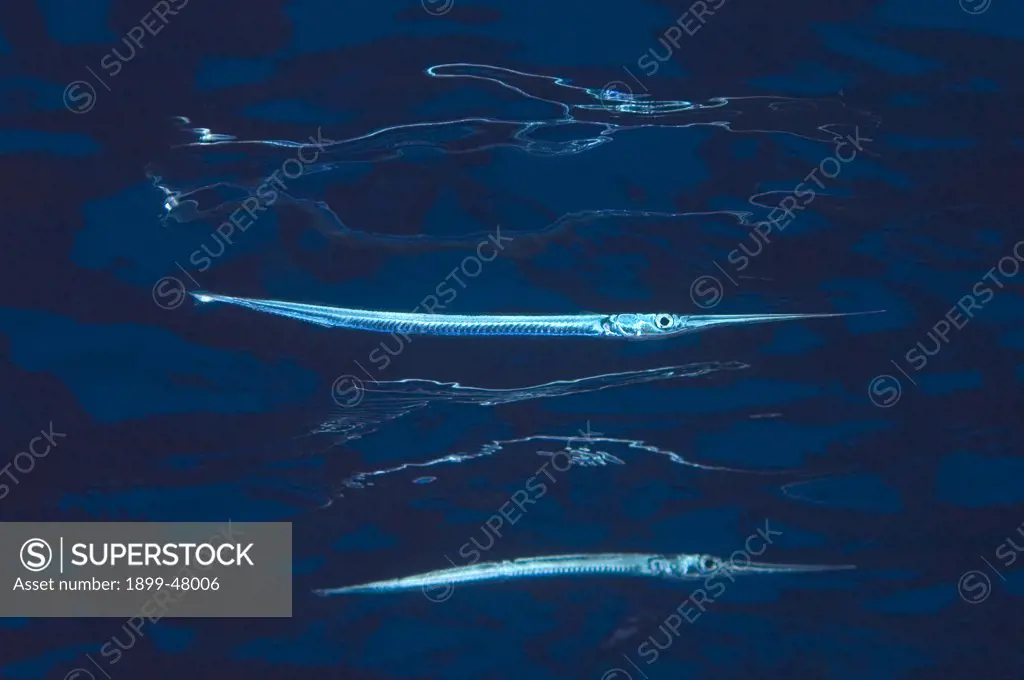 Needlefish showing reflection from surface. Platybelone argalus. Curacao, Netherlands