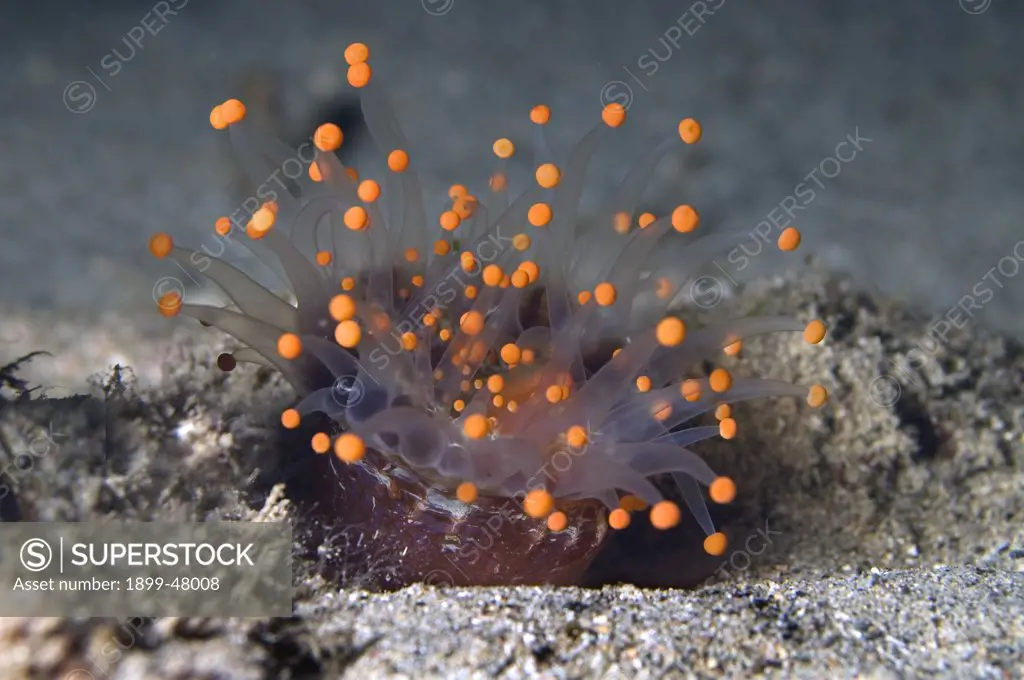 Orange ball corallimorph. Pseudocorynactis caribbeorum. Curacao, Netherlands Antilles