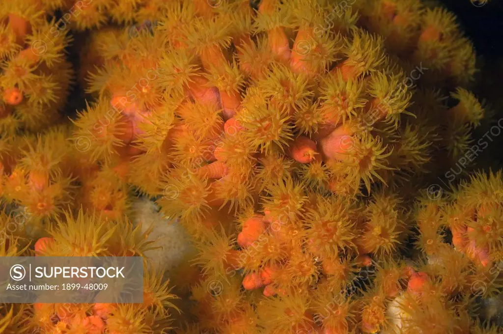 Close up view of orange cup coral colony, polyps open. Tubastraea coccinea. Curacao, Netherlands Antilles