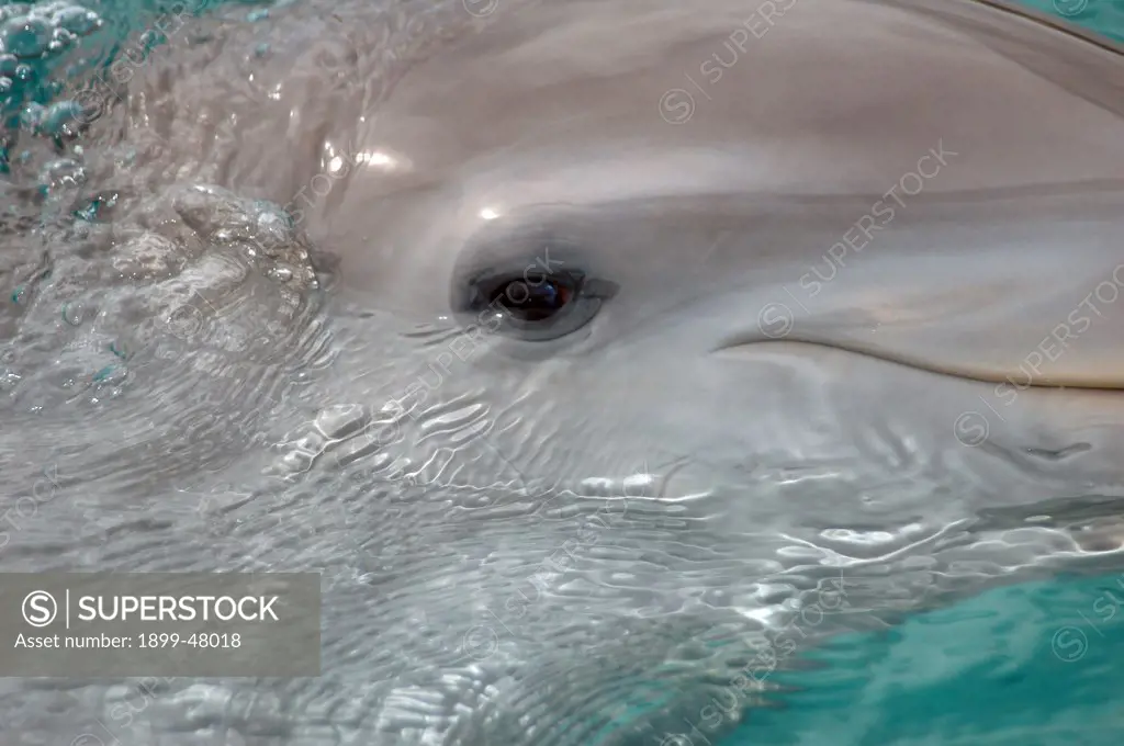 Close-up of one-year-old bottlenose dolphin's face. Tursiops truncatus. Dolphin Academy, Seaquarium, Curacao, Netherlands Antilles