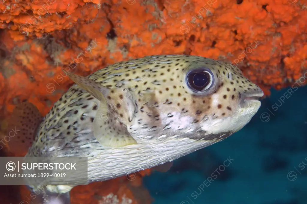 Porcupinefish. Diodon hystrix. Also commonly known as a spotted spiny puffer. Curacao, Netherlands Antilles