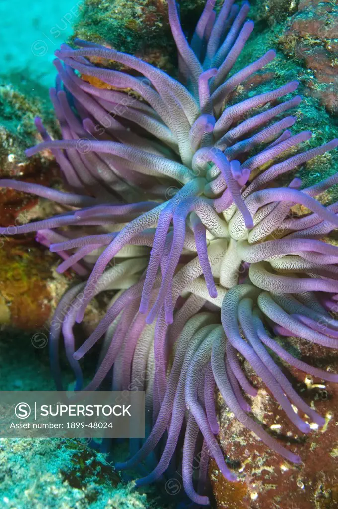 Giant anemone with purple tentacles. Condylactis gigantea. Curacao, Netherlands Antilles