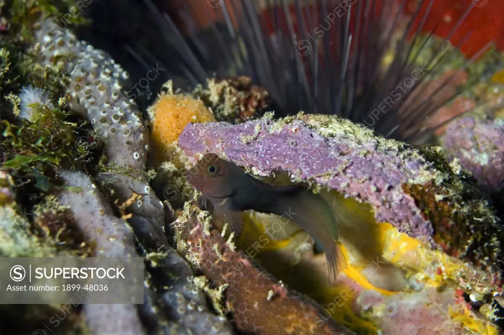 Redlip blenny. Ophioblennius macclurei. Species name formerly reported as atlanticus, which is the eastern Atlantic species. Curacao, Netherlands Antilles