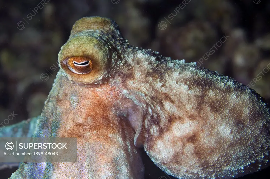Close up of Caribbean reef octopus. Octopus briareus. Curacao, Netherlands Antilles