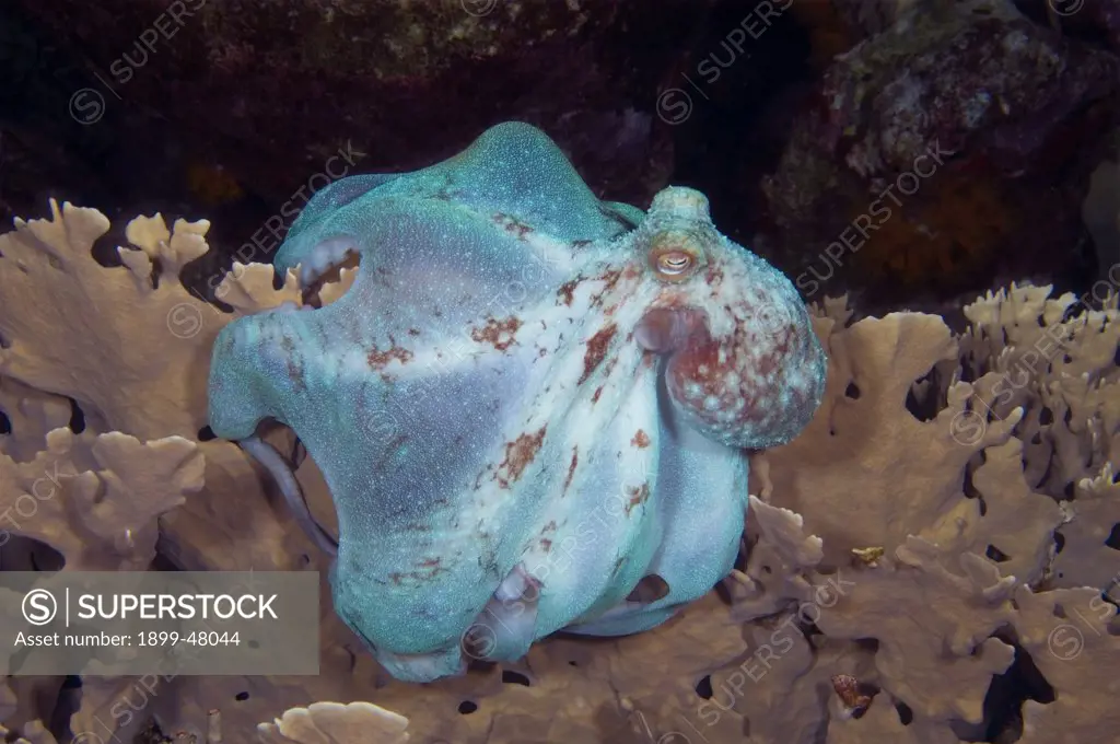 Reef octopus using parachute pattern of attack used to engulf prey. Octopus briareus. Curacao, Netherlands Antilles