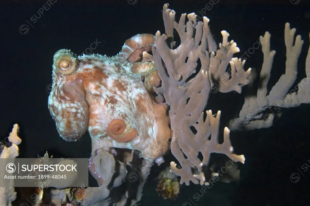 Caribbean reef octopus hunting at night. Octopus briareus. Curacao, Netherlands Antilles