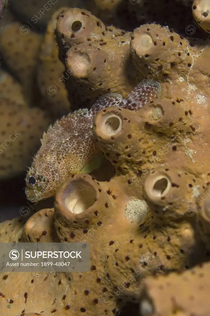 Reef scorpionfish on sponge. Scorpaenodes caribbaeus. Fish is usually 2-4 inches, with maximum of 5 inches. Curacao, Netherlands Antilles