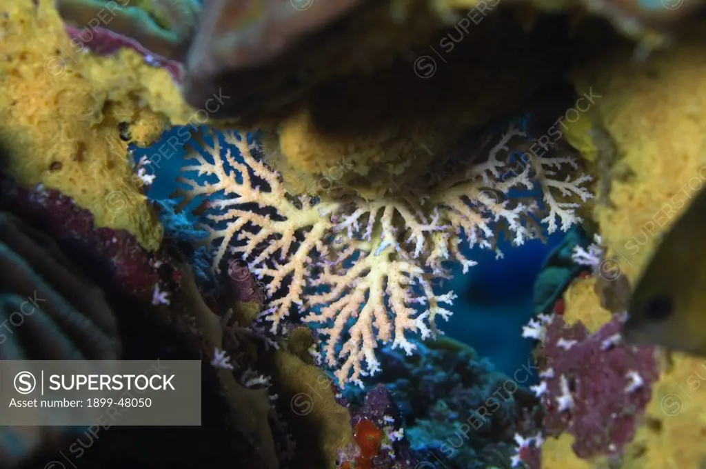 Rose lace coral under coral ledge. Stylaster roseus. Curacao, Netherlands Antilles