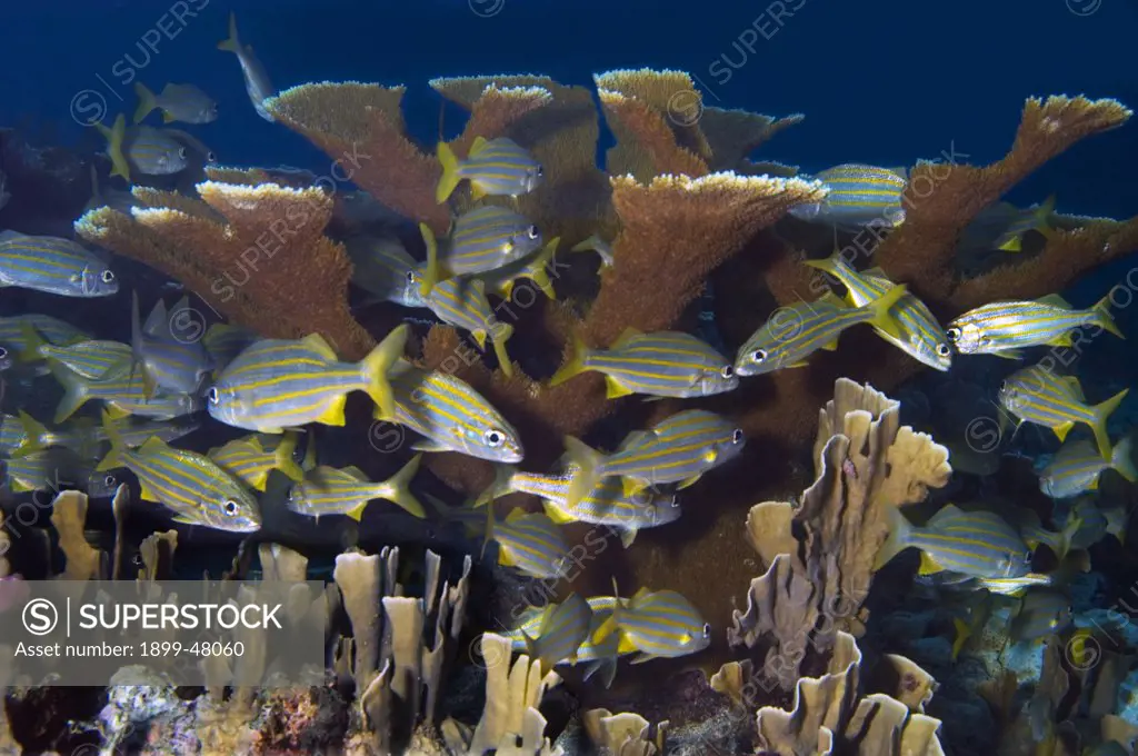 School of smallmouth grunts under elkhorn coral, a Critically Endangered species of coral. Haemulon chrysargyreum, Acropora palmata.  Curacao, Netherlands Antilles