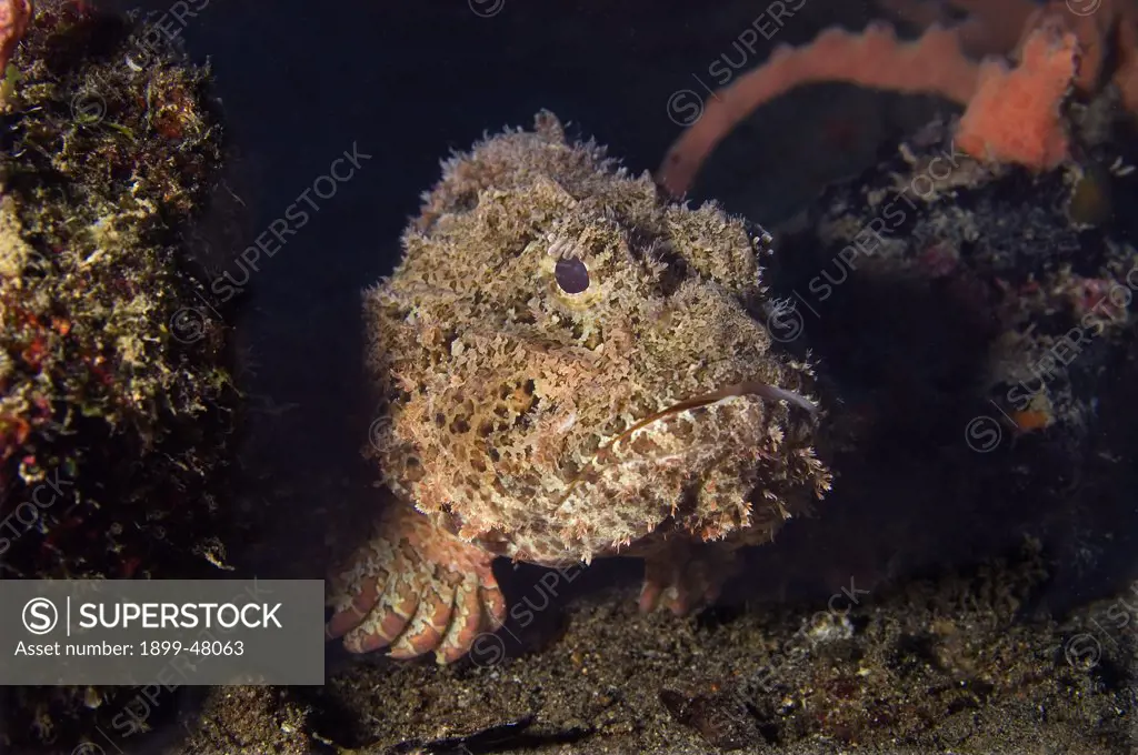 Face shot of spotted scorpionfish. Scorpaena plumieri. Curacao, Netherlands Antilles