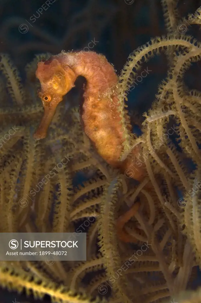 Longsnout seahorse in amber light, wrapped around a gorgonian. Hippocampus reidi. Commonly known as slender seahorse. Curacao, Netherlands Antilles