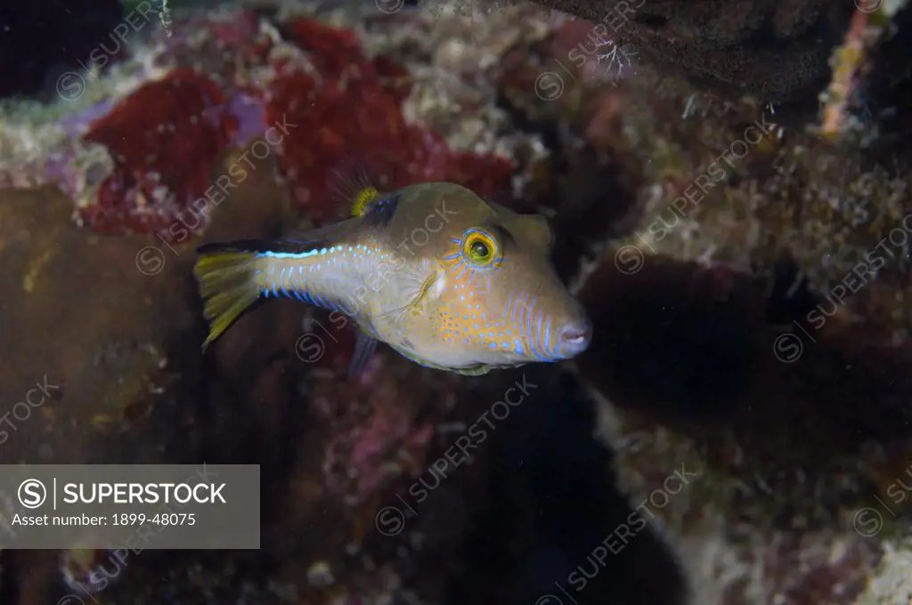 Sharpnose puffer. Canthigaster rostrata. Curacao, Netherlands Antilles