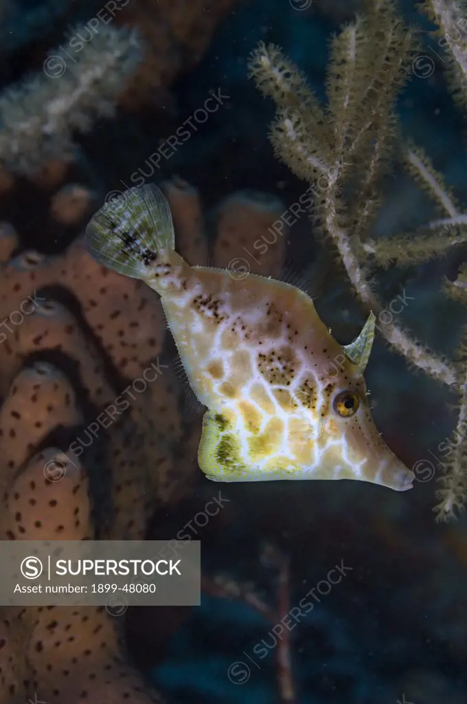Slender filefish with erect dorsal spine. Monacanthus tuckeri. Typical reticulated markings present, dorsal fin and dewlap extended. Curacao, Netherlands Antilles