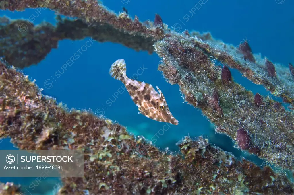 Slender filefish swimming in artificial reef. Monacanthus tuckeri. Curacao, Netherlands Antilles