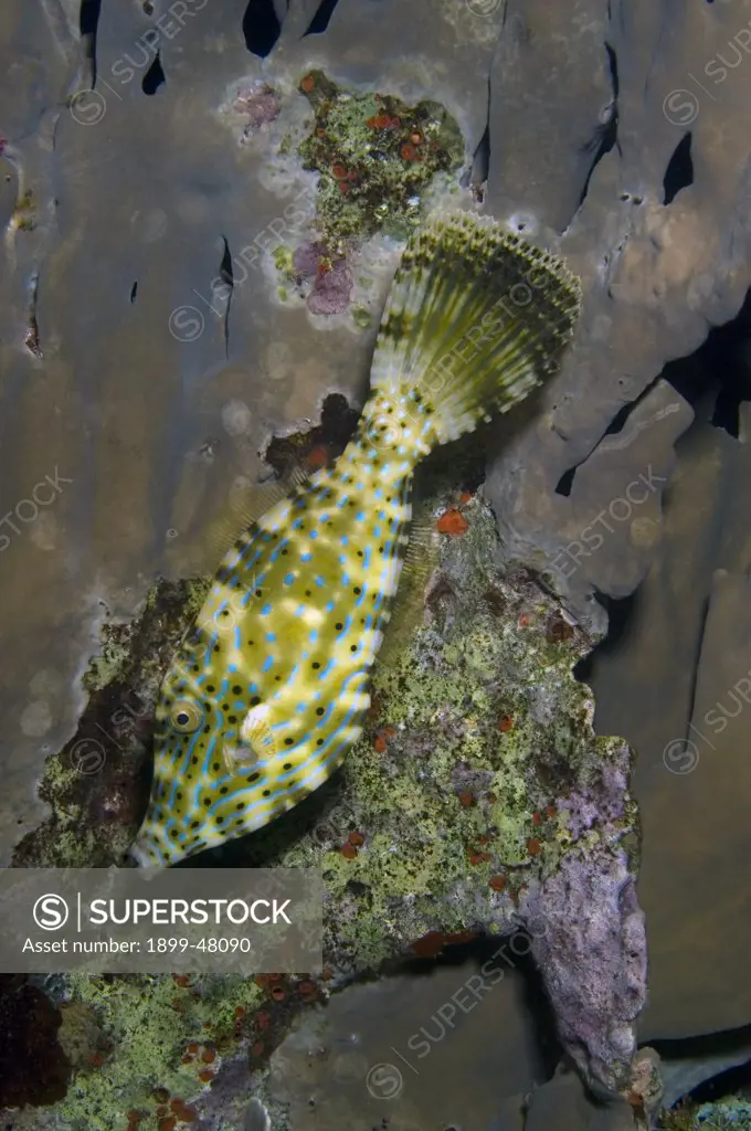 Scrawled filefish with broom-like tail extended and color mottling, allowing the fish to blend into fire coral reef scene (see BAR-0261 for comparison). Aluterus scriptus. Curacao, Netherlands Antilles