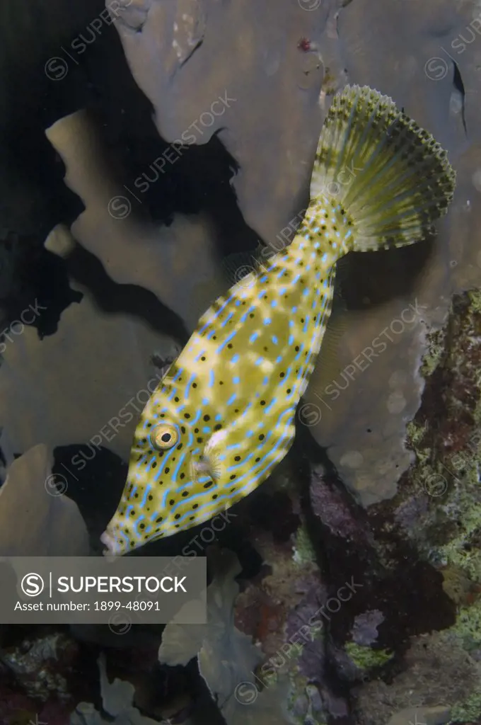 Scrawled filefish with broom-like tail extended, blending into fire coral reef scene (see BAR-0260, showing color change). Aluterus scriptus. Curacao, Netherlands Antilles