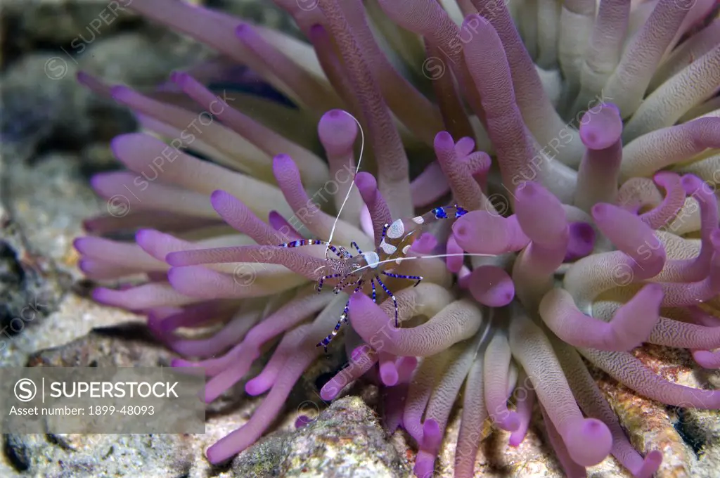 Spotted cleaner shrimp on a giant anemone. Periclimenes yucatanicus, Condylactis gigantea. Cleaner shrimp live in association with anemones. They perch on the tentacles and sway their bodies and wave their antennae to attract fish. Curacao, Netherlands Antilles