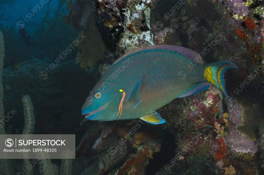 Terminal phase stoplight parrotfish. Sparisoma viride. Curacao, Netherlands Antilles