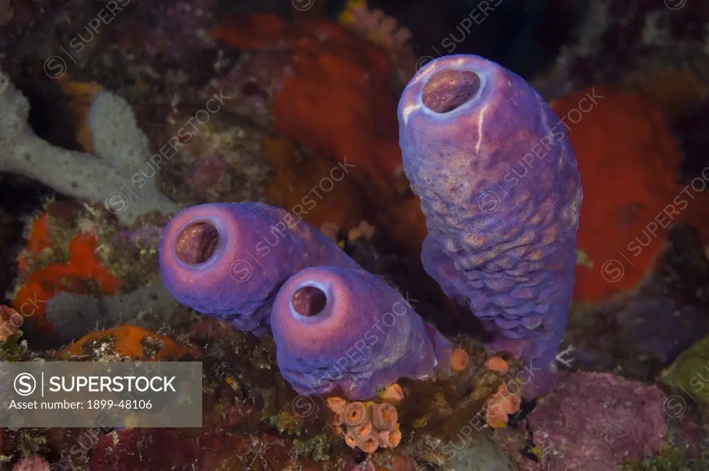 Long and slender purple stove-pipe sponge growing on reef wall. Aplysina archeri. Large holes are excurrent openings or oscula. Curacao, Netherlands Antilles