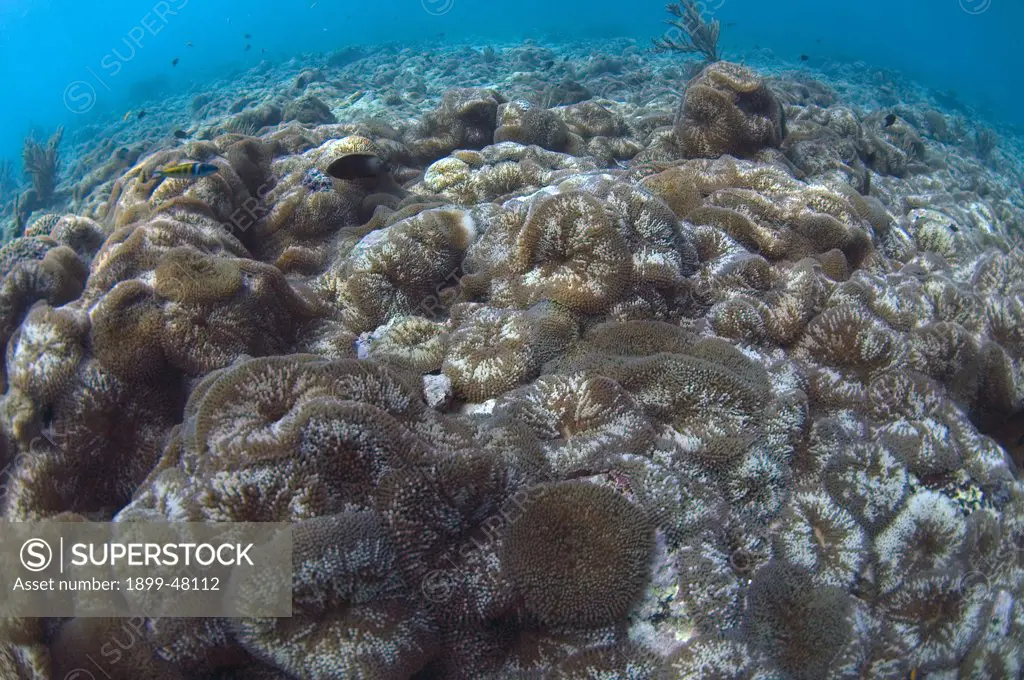 Wide angle view showing a carpet of sun anemones. Stichodactyla helianthus.  Curacao, Netherlands Antilles