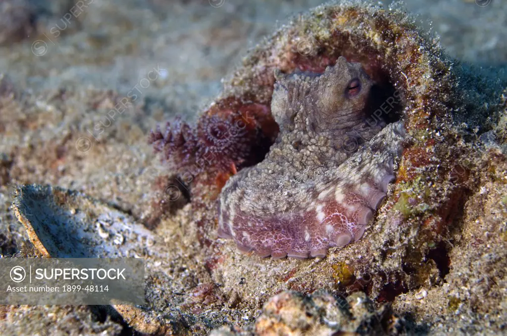 Caribbean reef octopus peering out from his retreat. Octopus briareus. Curacao, Netherlands Antilles