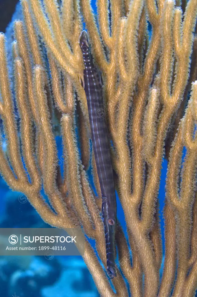 Trumpetfish camouflaged in typical head-down posture beside gorgonian. Aulostomus maculatus. Trumpetfish camouflaged in typical head-down posture beside gorgonian. Curacao, Netherlands Antilles