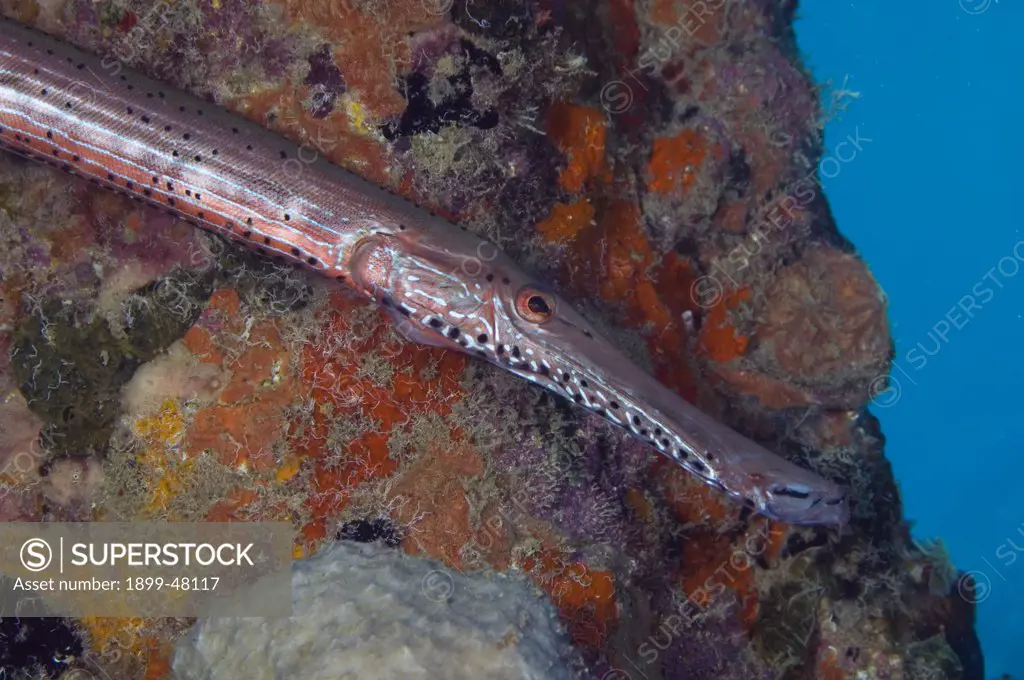 Close up view of trumpetfish with colorful background. Aulostomus maculatus. Curacao, Netherlands Antilles