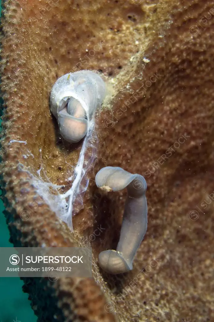 Undescribed marine worm.  Curacao, Netherlands Antilles
