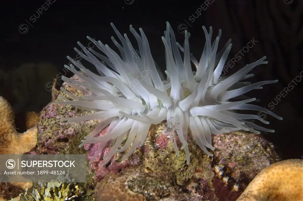 White giant anemone on coral reef. Condylactis gigantea Largest of Caribbean anemones seen here with white tips. Curacao, Netherlands Antilles