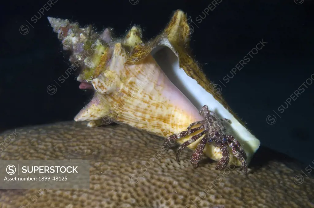 White-speckled hermit crab in sea shell home. Paguristes punticeps. Curacao, Netherlands Antilles
