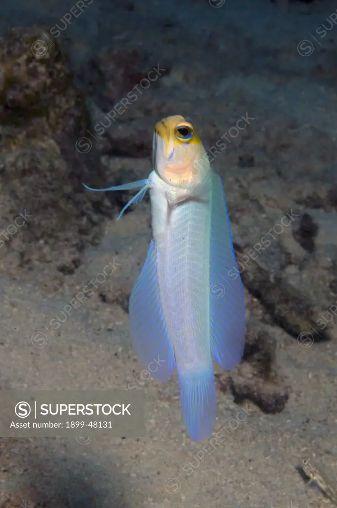 Yellowhead jawfish hovering over burrow. Opistognathus aurifrons. Curacao, Netherlands Antilles