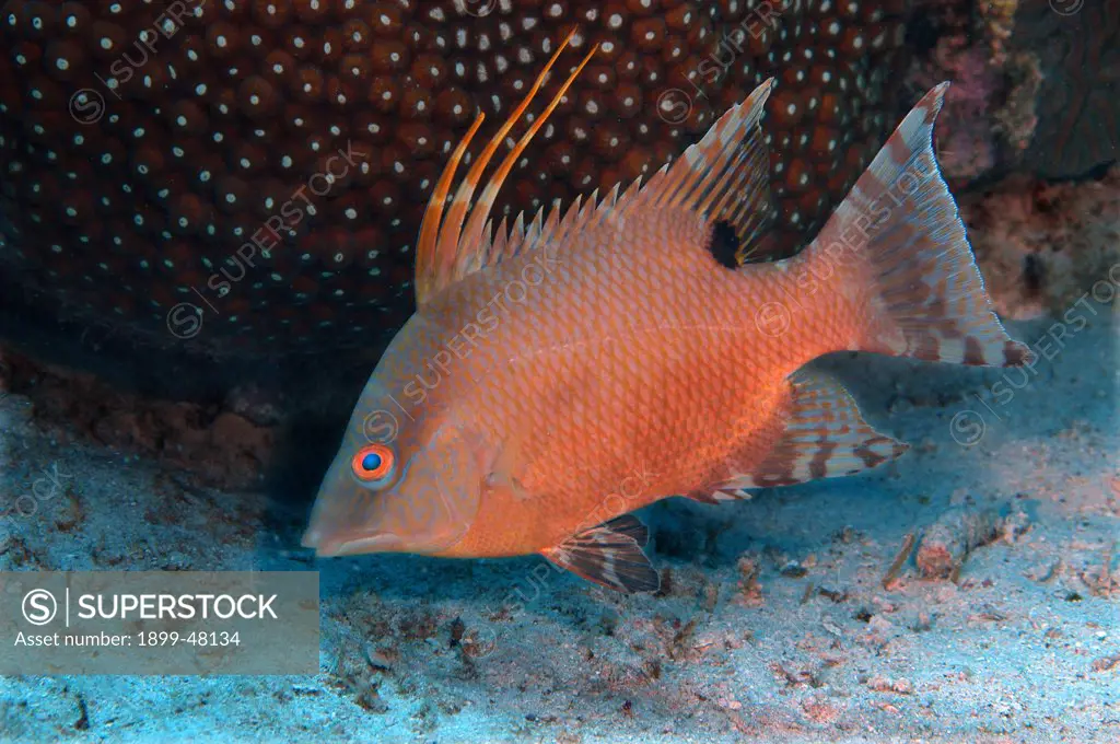 Young hogfish displaying red-mottled phase. Lachnolaimus maximus. Curacao, Netherlands Antilles