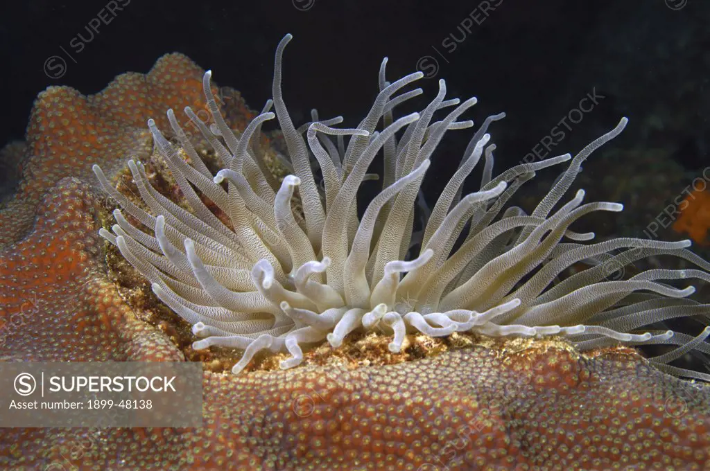 Giant anemone bedded down in coral. Condylactis gigantea. Curacao, Netherlands Antilles