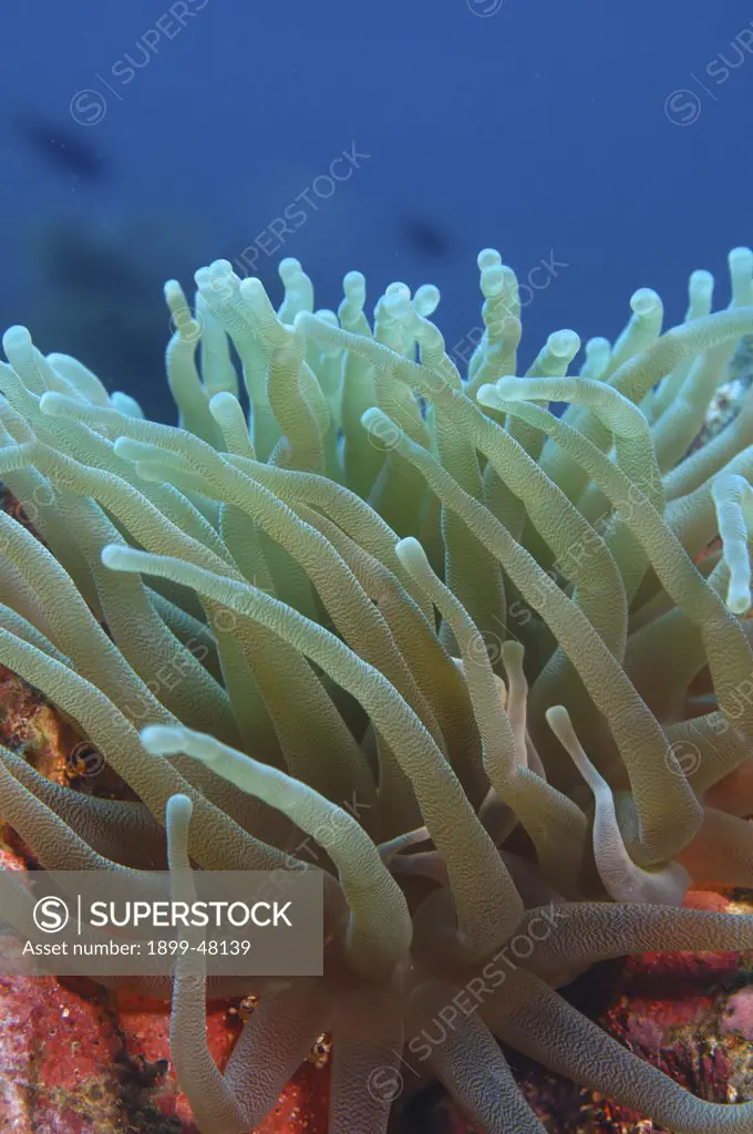 Close up of giant anemone. Condylactis gigantea. Curacao, Netherlands Antilles