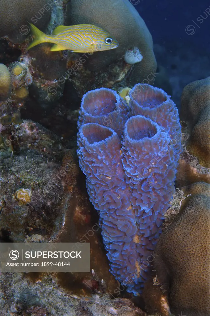 Azure vase sponge. Callyspongia plicifera. Curacao, Netherlands Antilles