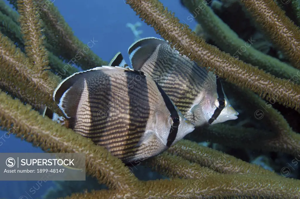 Pair of banded butterflyfish in gorgonian. Chaetodon striatus. Curacao, Netherlands Antilles
