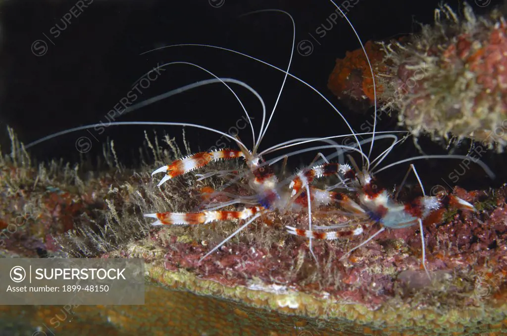 Pair of banded coral shrimp. Stenopus hispidus. Commonly known as barber pole shrimp. Classic red and white banded body and claws. Curacao, Netherlands Antilles